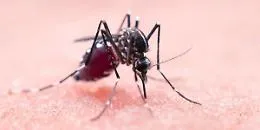 Ragusa, ciclo straordinario di disinfestazione per debellare il West Nile virus