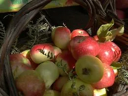 Frutta dimenticata di Sicilia: biodiversit&agrave; da assaporare prima che scompaia