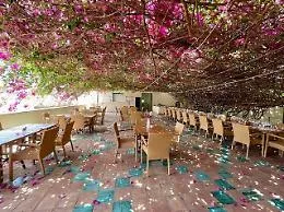 La Bougainvillea di Casa Planeta entra nell'elenco nazionale degli Alberi Monumentali d&rsquo;Italia
