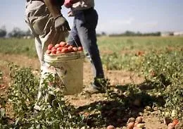 La Sicilia con 5.900 aziende regione leader per numero di imprese agricole giovanili