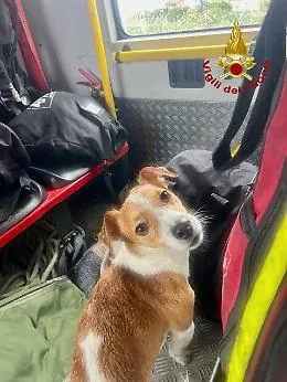 Rimane su uno scoglio solo e impaurito, cane salvato dai vigili del fuoco