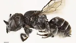 Cosa &egrave; "Lucifero", la nuova specie di api scoperta in Australia