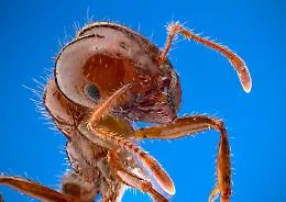 Cos'&egrave; la formica di fuoco:  aspetto fisico, habitat, impatto ecologico ed economico