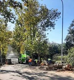 Viagrande, si abbattono i platani del viale alberato. &laquo;A rischio crollo&raquo;. Diffida di Legambiente: &laquo;Patrimonio paesaggistico&raquo;