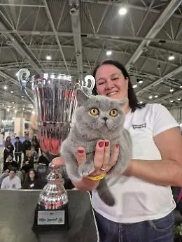 Affettuosa e pacioccona la gatta Mila &egrave; la regina d'Italia: vince il "SuperCat Show"