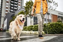 Una nuova tassa per chi ha un cane in Sicilia, scoppia la polemica  