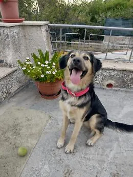 Rem&igrave; cerca casa: dolce simil pastore di 6 mesi salvato vicino al Policlinico di Catania