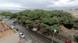 A Messina &egrave; allarme pini: radici deformano la circonvallazione, in programma la sostituzione di 495 alberi