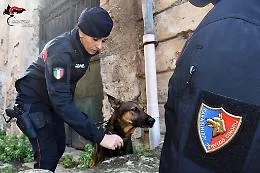 Quattro arresti per droga, il fiuto del cane Nadia non fallisce