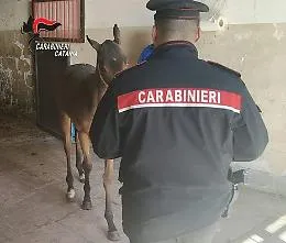 Allevamento equino abusivo scoperto: cavallo senza microchip sequestrato, scatta la denuncia