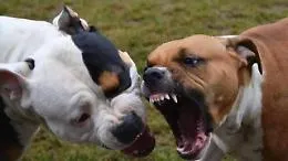 Grave episodio ad Acate: pitbull uccide un pinscher e azzanna un 69enne ex carabiniere