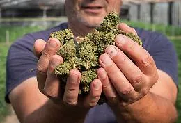 Cannabis light, il governo fa marcia indietro: torna la vendita, ma con una maxi imposta. Poi il dietrofront