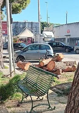Vittoria, Forza Italia denuncia: "Continua la strage di alberi"