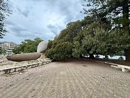 A Messina un piano per mettere in sicurezza i ficus monumentali della Passeggiata a mare