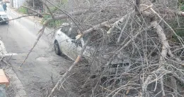 L'albero crolla all'improvviso e finisce sull'auto: quattro giovani feriti a Palermo