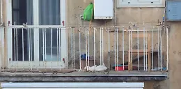 Comiso, cane morto su un balcone: la denuncia degli animalisti