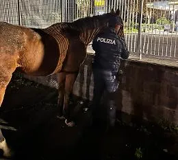 Paura tra le auto a Catania: due cavalli in giro senza redini vicino al Faro Biscari