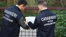 Pascoli fantasma: sequestri per oltre 450.000 euro a quattro allevatori