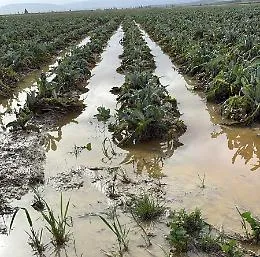 Ciclone Harry devasta la Piana di Catania: campagne sott&rsquo;acqua e raccolti distrutti