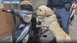 A San Cristoforo entrano in azione i cani-poliziotto e vengono compiuti diversi sequestri