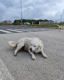 Sebastian ha perso Belle e da allora guarda il mondo con altri occhi