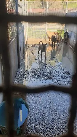 Vittoria, l'Oipa: "Quei cani &egrave; come se fossero in un lager"