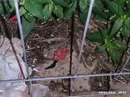 Villaggio Jungi a Scicli, rinvenuti 13 bocconi sospetti