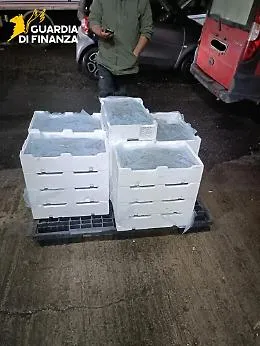 Trasporto illecito di pesce sottomisura, sequestrati 110 chili di novellame di sarda agli imbarcaderi di Messina