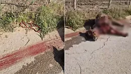 Acate, pony seviziata e trascinata lungo la strada sino a morire: processo nel vivo