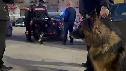 Il fiuto di Vero e Conan consente di trovare la droga: blitz dei carabinieri in centro