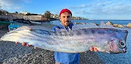 La creatura che si "difende" come un mollusco: perch&eacute; il ritrovamento del pesce liocorno a Milazzo &egrave; un evento eccezionale 