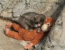 Un cucciolo di macaco, un peluche e un mercato impazzito: la parabola virale di Punch che ha fatto fare sold out a Ikea
