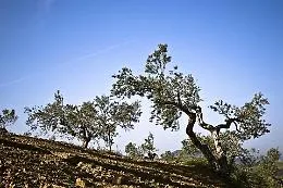 Olio e vino, un&rsquo;unica bussola: la Sicilia porta i suoi itinerari a Valladolid e scommette sul nuovo enoturismo mediterraneo