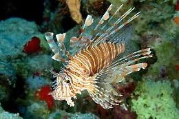 Se la specie aliena si batte mangiandola: l'esempio del pesce leone e della Grecia