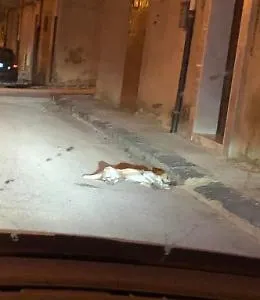 Allarme esche avvelenate: strage di cani e gatti, la denuncia dei volontari