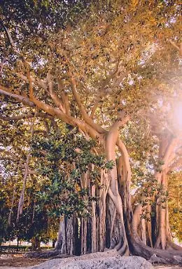 Riaprono Villa Garibaldi e Villa Giulia, il Comune: "Salveremo il ficus di piazza Marina, vivr&agrave; altri 170 anni"