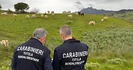 Truffa sui contributi Agea per il pascolo: sequestrati beni per 1,4 milioni a dieci imprenditori fra Enna e Messina