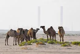 Golfo in fiamme: l'Iran colpisce le raffinerie in Kuwait. Trump minaccia la distruzione di South Pars