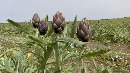 Il carciofo spinoso di Menfi: il "re" dell'orto tra tradizione, gusto e sostenibilit&agrave;