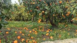 Danni all'agricoltura per oltre un miliardo di euro nel Catanese: "Alla categoria neanche un euro del plafond di investimenti stanziati" 