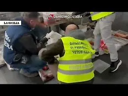 A Misterbianco banchetti da incubo: sequestrati quintali di alimenti mal conservati (Video)