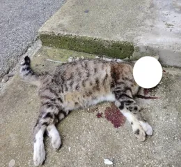 Vittoria, ma chi &egrave; l'avvelenatore di gattini?