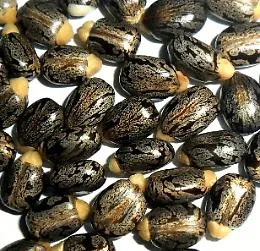 La ricina, il veleno invisibile che blocca le cellule: cosa c'&egrave; davvero dietro la morte di Campobasso
