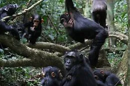 La guerra civile di Ngogo: perch&eacute; gli scimpanz&eacute; si uccidono tra loro 