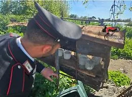 Controlli straordinari dei carabinieri ad Acireale: caseificio abusivo chiuso, sequestrati 250 kg di formaggi pronti alla vendita