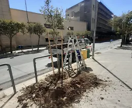 Ragusa, saranno piantumati 17 nuovi alberi