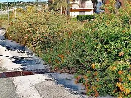 Scicli, Scimonello: "Interrotti gli interventi di scerbatura e pulizia strade"