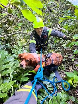 Il cagnolino salvato da un dirupo grazie ai vigili del fuoco eroi