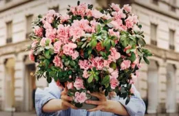 Azalea della Ricerca AIRC 2026: il regalo che sostiene la vita e la salute delle donne