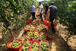 &ldquo;Facciamo tutto noi&rdquo;: la sfida dei vignaioli indipendenti siciliani
